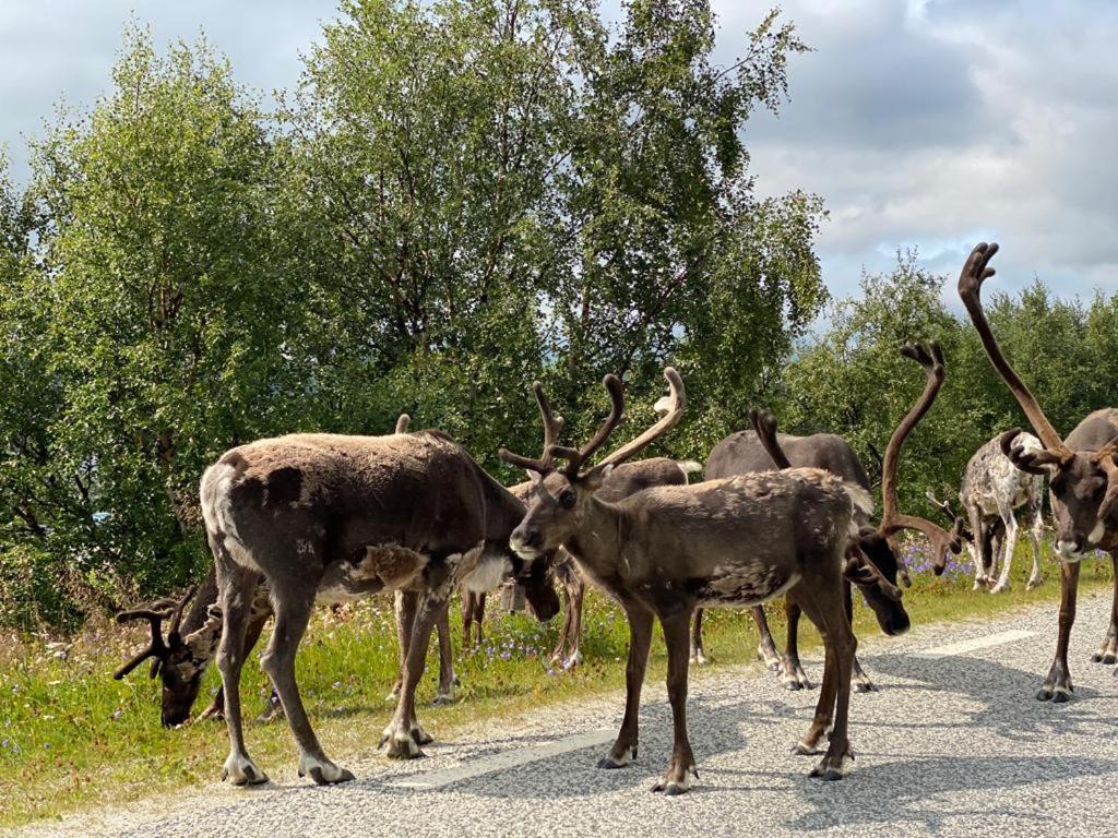 Strandgarden Fjaellnaes Tänndalen Εξωτερικό φωτογραφία